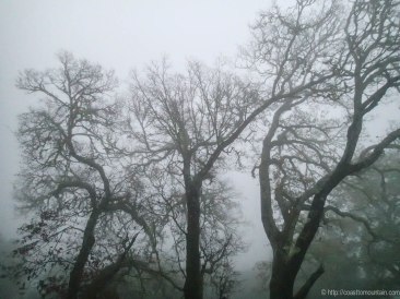 Oaks in the evening fog